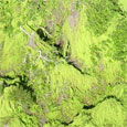 aerial view of lygodium