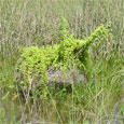 lygodium in sawgrass