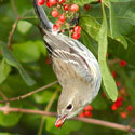 Mocking bird eating a Brazilian Pepper Tree berry