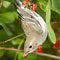 Bird eating berry: BP online course