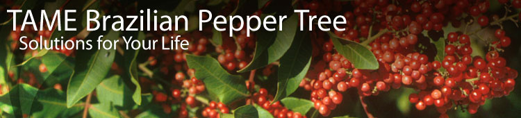 TAME Brazilian Pepper Tree