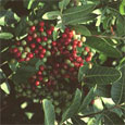 Brazilian Pepper berries