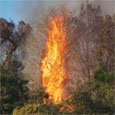 burning cypress