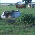 TSA in pasture with cows